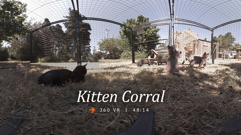 Kitten Corral